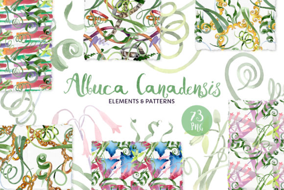 Albuutica Canadensis Flowers Watercolor Illustrations