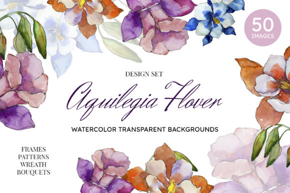 Aquilegia Flowers Velvet Season Watercolor: A Versatile Illustration for Branding