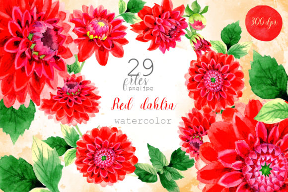 Beautiful Red Dahlia Watercolor Set: A Vibrant Illustration for Creative Projects