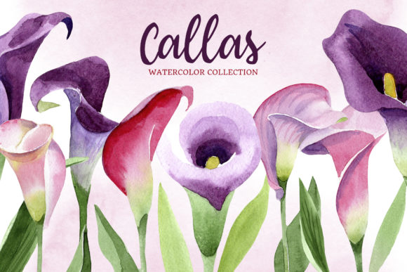Calla Lily Watercolor Illustrations: A Versatile Design Asset for Modern Branding