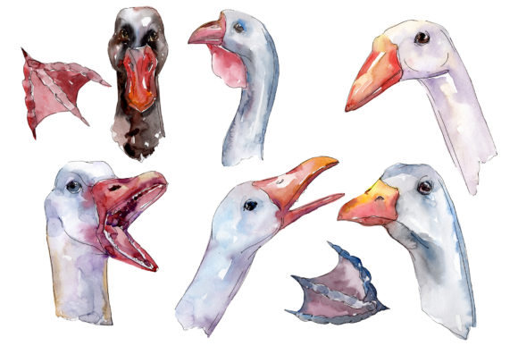 Farm Animals Goose Heads Watercolor Illustrations