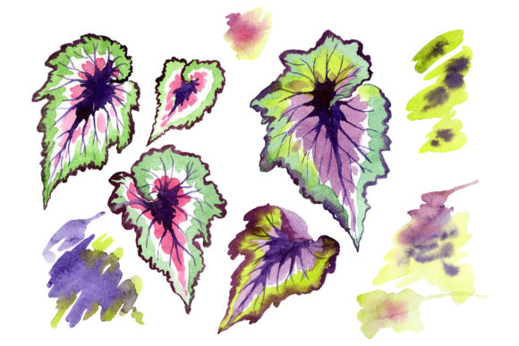 Nautilus-leaf Begonia Watercolor Illustration Review
