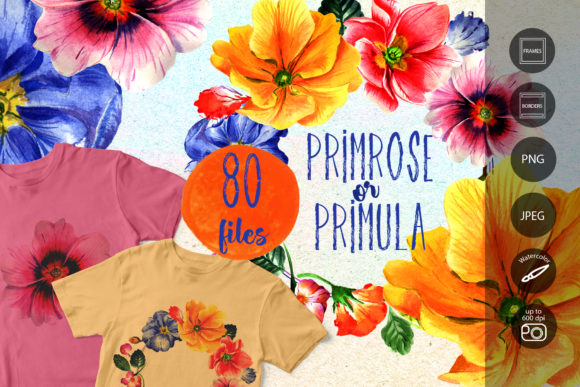 Primrose or Primula Flowers Watercolor Set Review for Commercial Illustrations