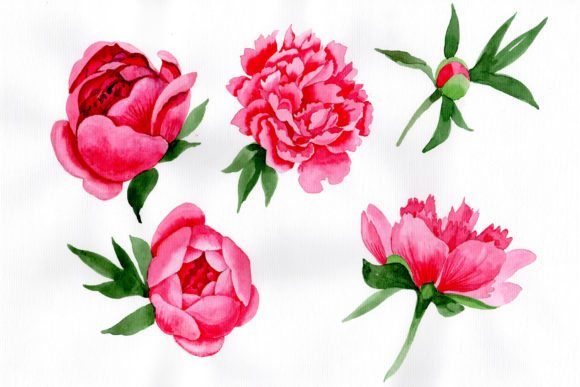 Tender Wildflower Pink Peony Watercolor Set: A Versatile Illustration for Creative Projects