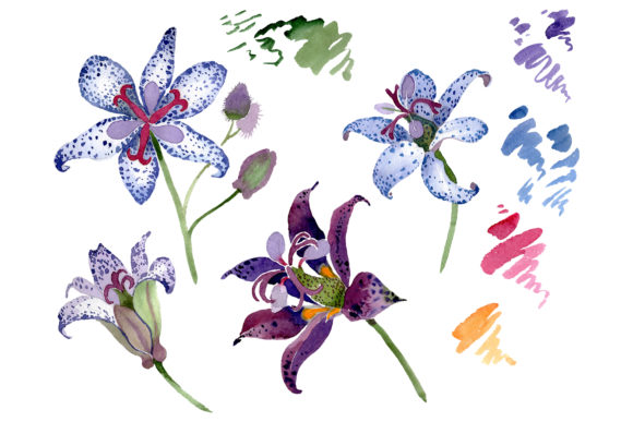 Tricitis Watercolor: A Versatile Illustration for Digital Sellers